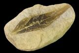 Cretaceous Fossil Leaf (Daphnophyllum) - Kansas #143480-1